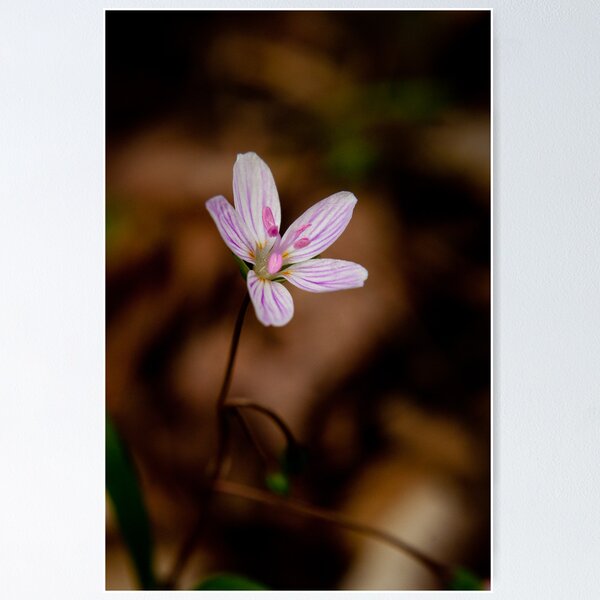 Item preview, Claytonia Lanceolata designed and sold by Brook Isham.
