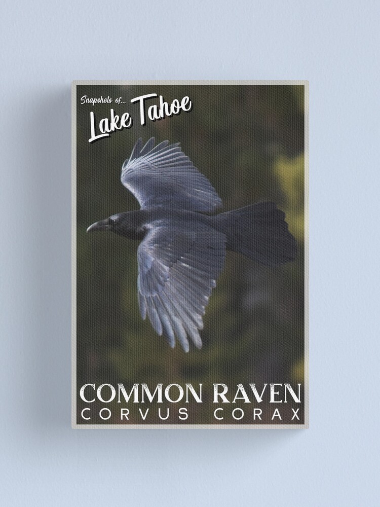 Alternate view of Snapshots of Tahoe: Common Raven Canvas Print