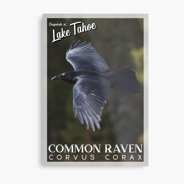 Snapshots of Tahoe: Common Raven Metal Print