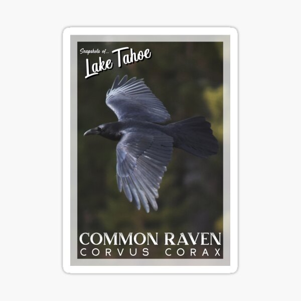 Snapshots of Tahoe: Common Raven Sticker