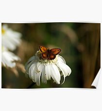 Butterfly on a white flower head Poster