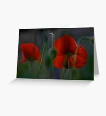 My love poppies . Kocham maki . L O V E POPPIES . Andrew Brown Sugar. Views: 324 . thank you a bunch ! Ok! ok! Greeting Card