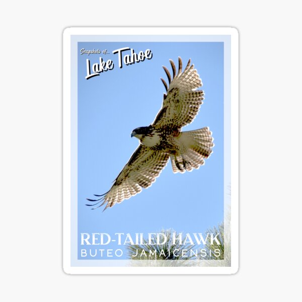 Snapshots of Tahoe: Red-Tailed Hawk Sticker