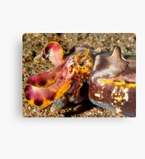 Flamboyant Cuttlefish - Dauin Philippines 2010 Metal Print