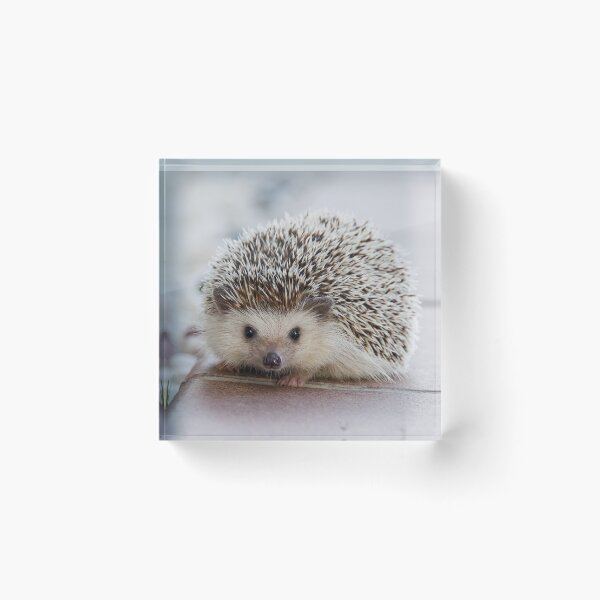Item preview, Hedgehog designed and sold by BMS320.