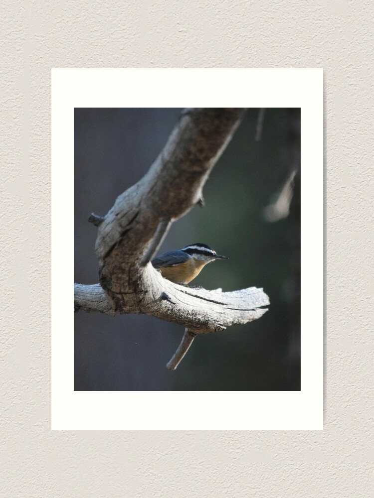 Alternate view of Red-Breasted Nuthatch Perched on a Branch Art Print