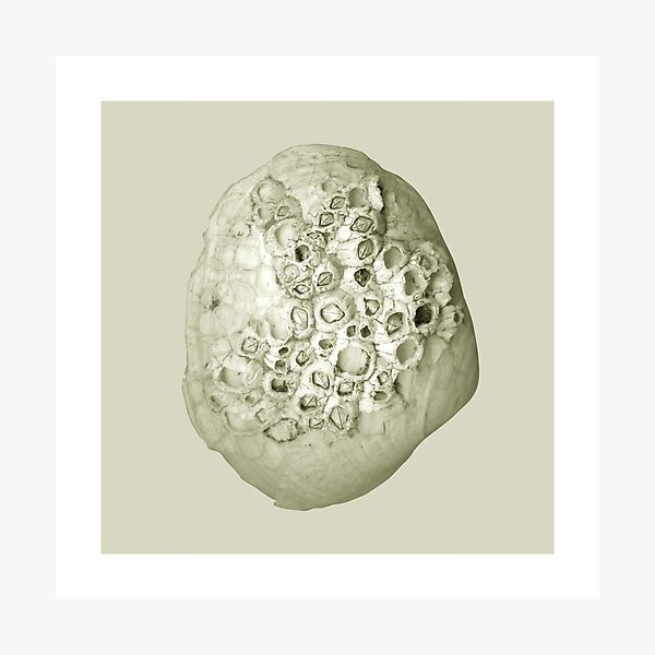 Monochrome - Barnacled Photographic Print