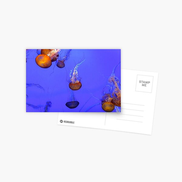 Sea Nettle Jellyfish - orange and blue color Postcard