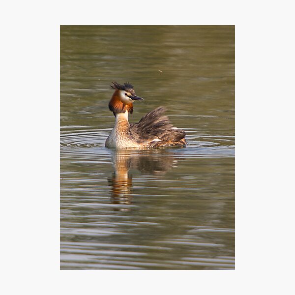 Grebe Photographic Print