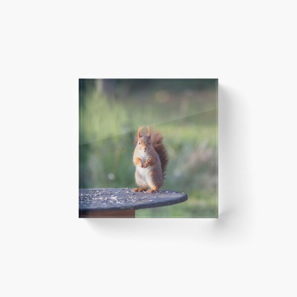 Item preview, Red squirrel in winter designed and sold by VBMatossy.