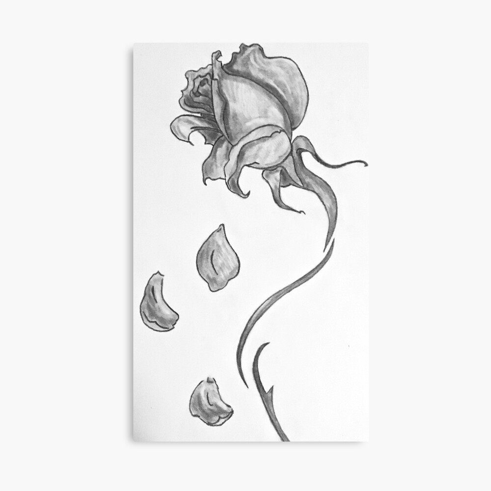 Black And White Rose With Falling Petals Photographic Print By Hannahmedsker Redbubble