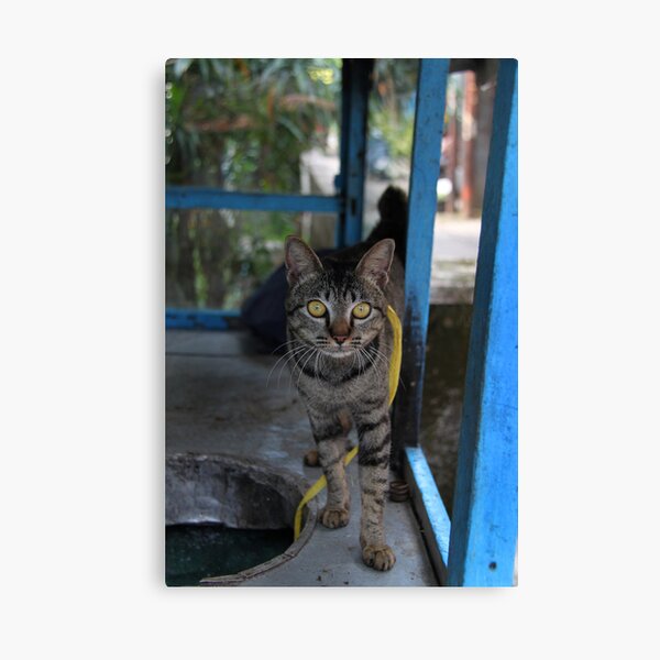 Curious Canvas Print
