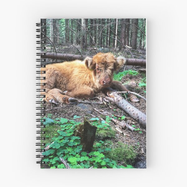 Item preview, Scottish Highland Cattle Calf 1795 designed and sold by SaarelaHighland.