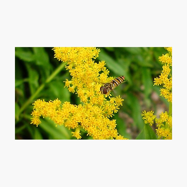 Hoverfly Photographic Print