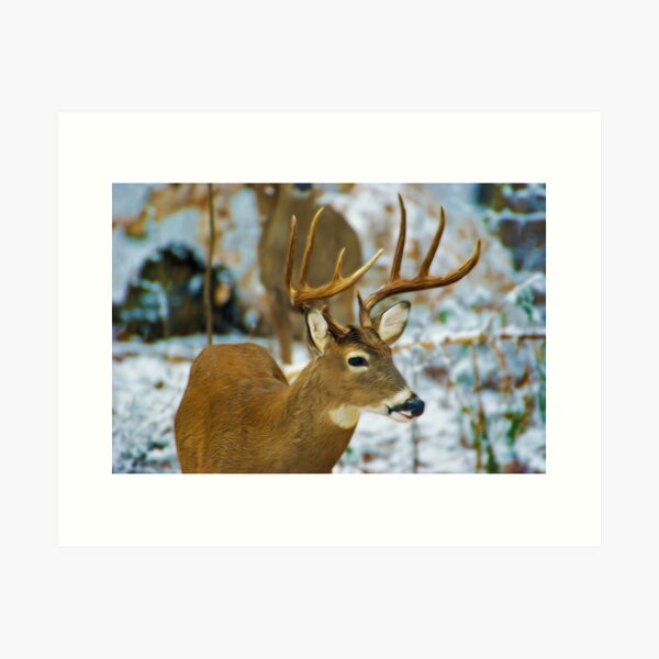 White-tailed Deer - Art Print