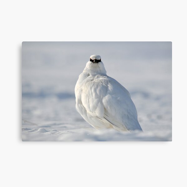 Item preview, Svalbard Ptarmigan Close Contact designed and sold by Algot Kristoffer Peterson.