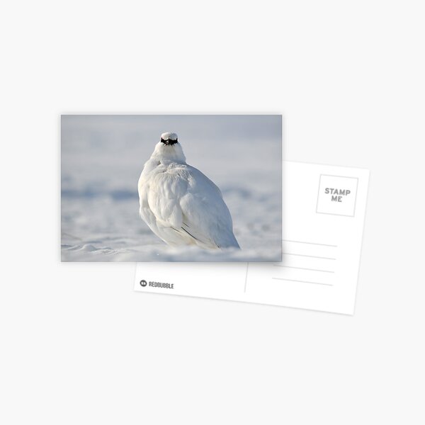 Svalbard Ptarmigan Close Contact Postcard