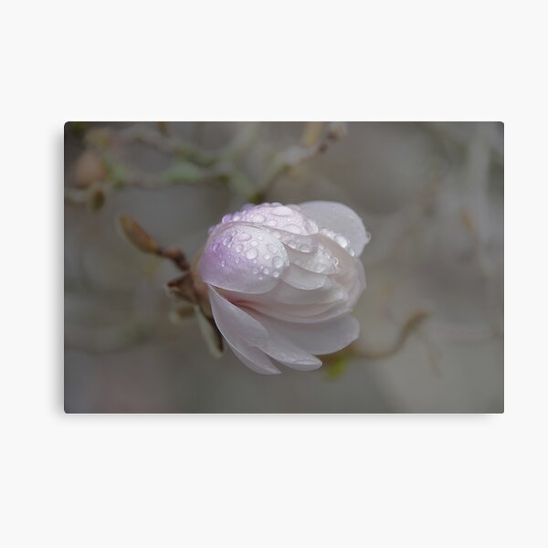 Magnolia Metal Print