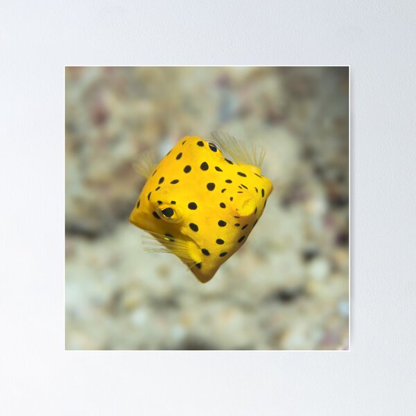 Item preview, Black-spotted boxfish designed and sold by MotHaiBaPhoto Dmitry & Olga.