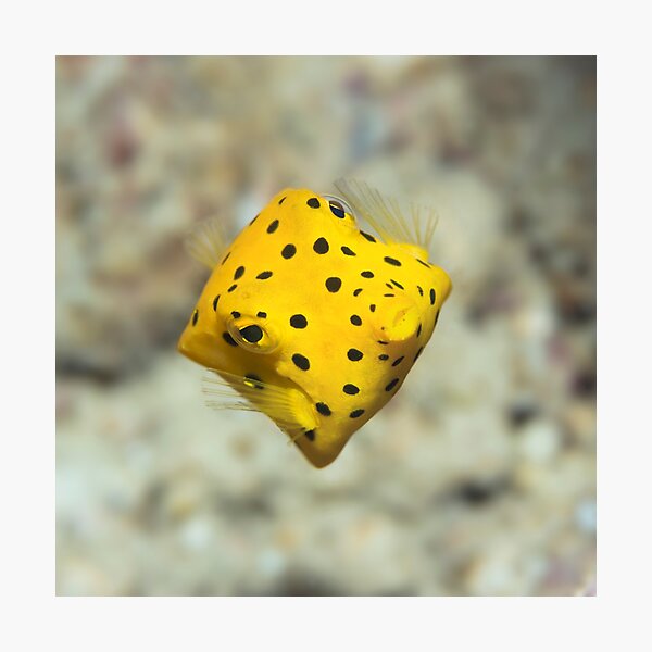 Item preview, Black-spotted boxfish designed and sold by MotHaiBaPhoto Dmitry & Olga.