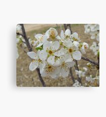 Blossoms Canvas Print