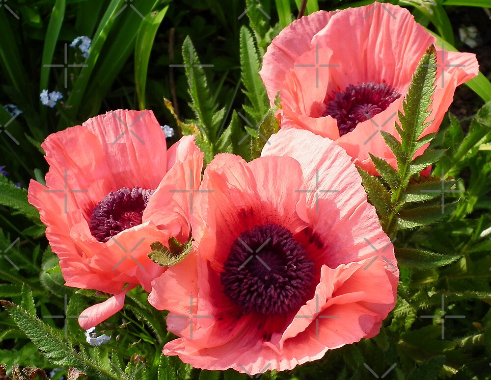 Image result for pink poppies