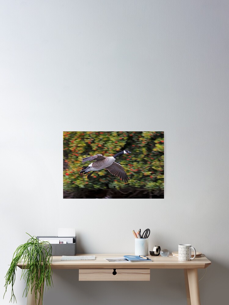 Thumbnail 2 of 3, Poster, Canada Goose Landing designed and sold by Rando.