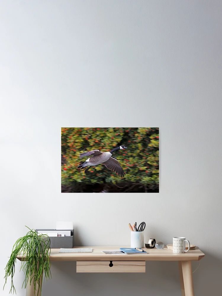 Thumbnail 2 of 3, Poster, Canada Goose Landing designed and sold by Randall Ingalls.