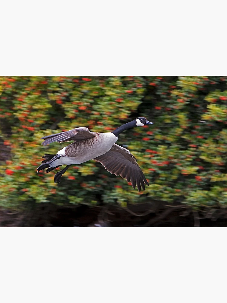 Thumbnail 3 of 3, Poster, Canada Goose Landing designed and sold by Randall Ingalls.