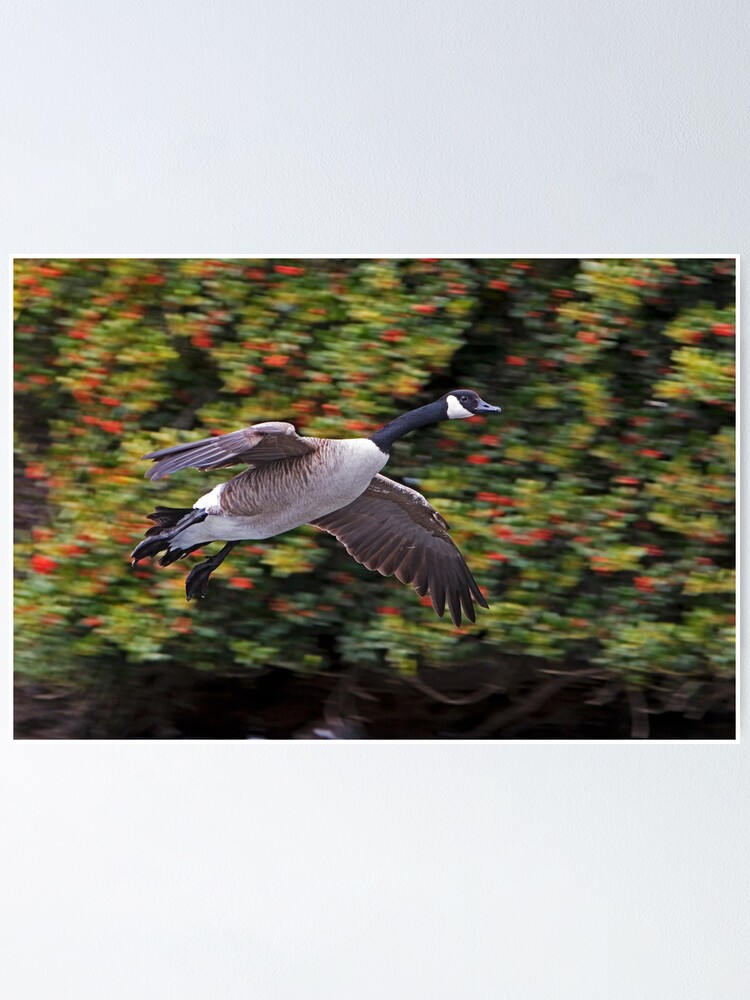 Thumbnail 1 of 3, Poster, Canada Goose Landing designed and sold by Rando.