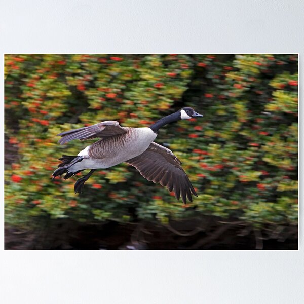 Item preview, Canada Goose Landing designed and sold by Randall Ingalls.
