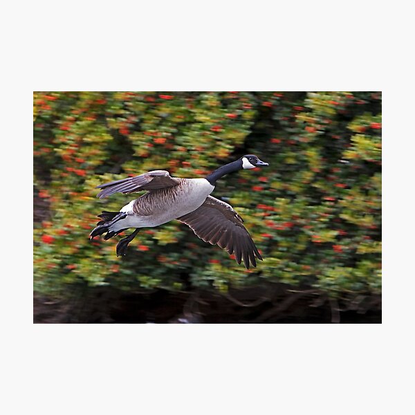 Item preview, Canada Goose Landing designed and sold by Randall Ingalls.