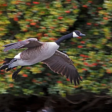 Artwork thumbnail, Canada Goose Landing by Randall Ingalls