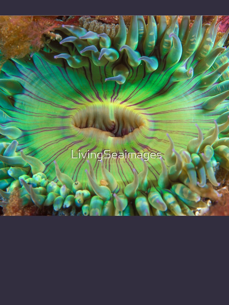 Aggregating Anemone by LivingSeaimages