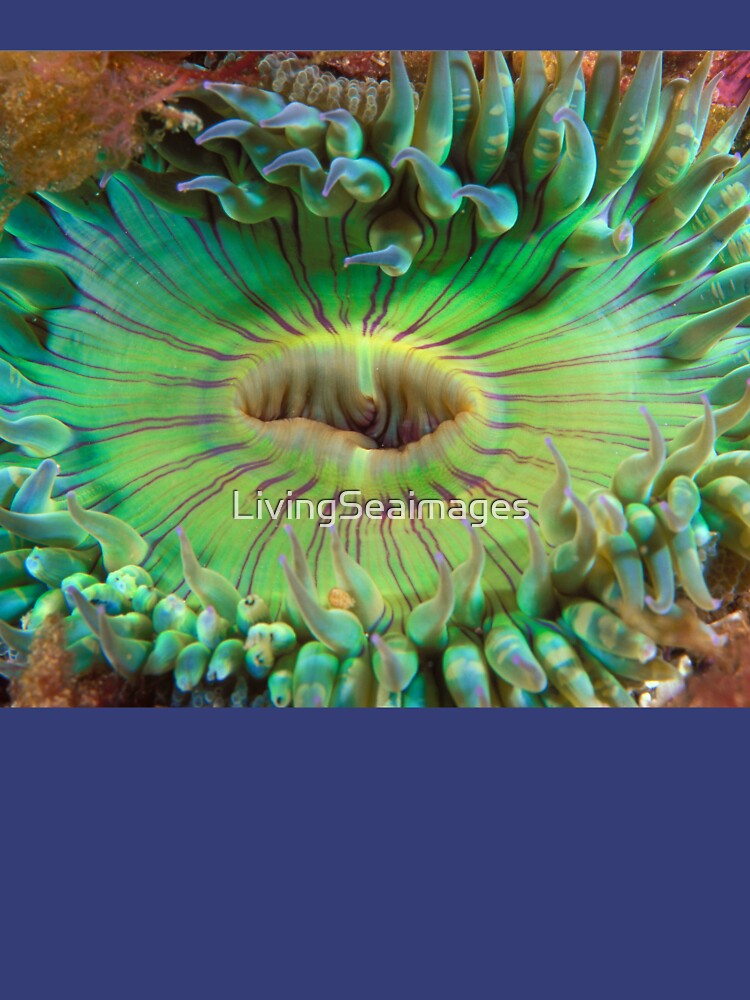 Aggregating Anemone by LivingSeaimages