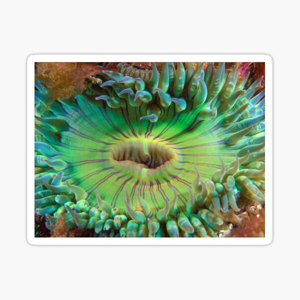 Aggregating Anemone Sticker