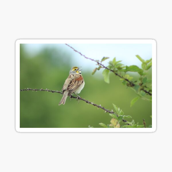 Dickcissel Song Sticker
