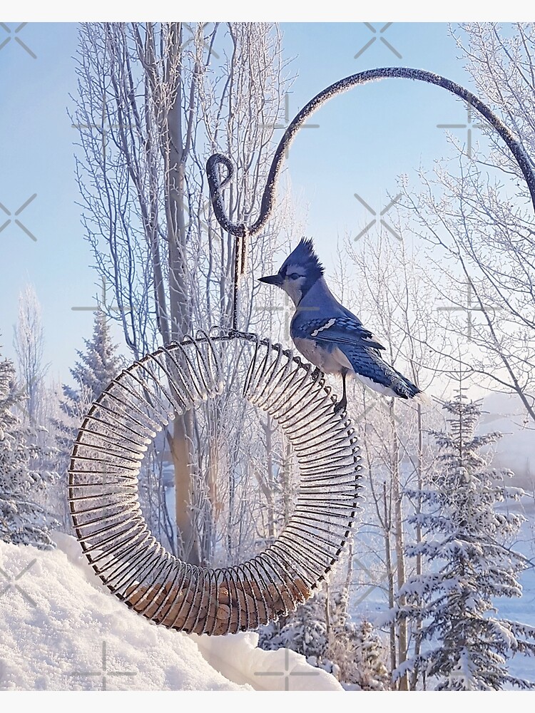 Blue Jay on a Frosty Day by EmilyBickell