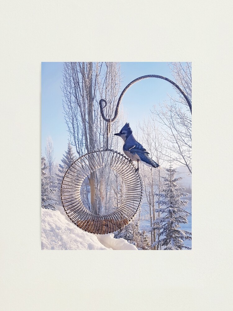Alternate view of Blue Jay on a Frosty Day Photographic Print