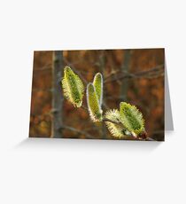 Blooming Willow Greeting Card