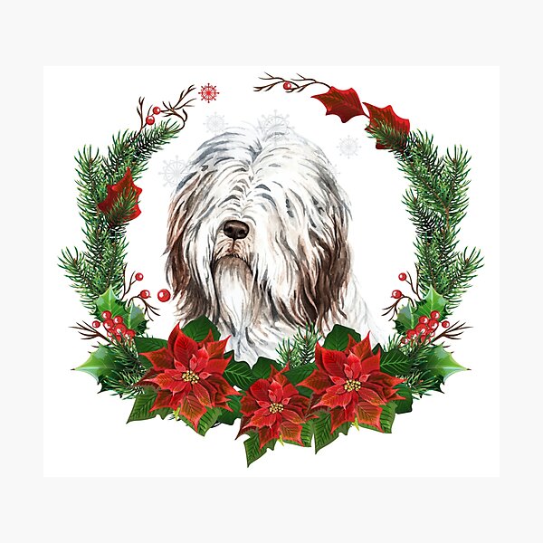 BEARDED COLLIE /'beardie/' dog print /'Winter/'s Glow/'