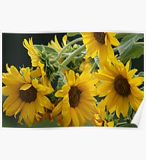 Sunflowers Poster