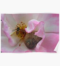 The Snail and the Hover-fly in the safety of a Rose Poster