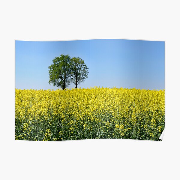 Rapeseed Poster
