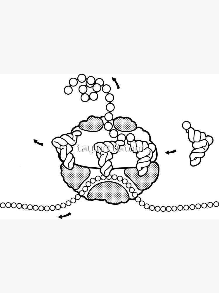 "Ribosome Cross Section Microbiology Line Drawing" Poster by