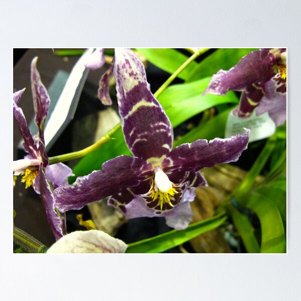 Item preview, Nose-dive Orchids designed and sold by MarianBendeth.
