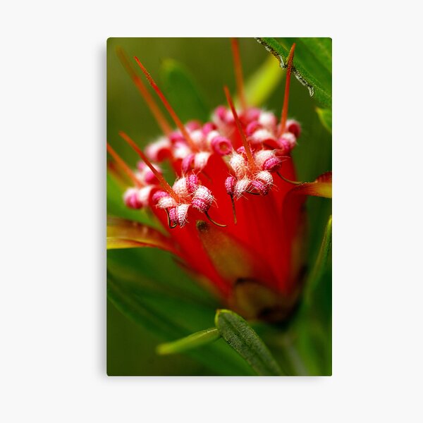 Item preview, Mountain Devil (lambertia formosa) designed and sold by Cheryl Ribeiro.