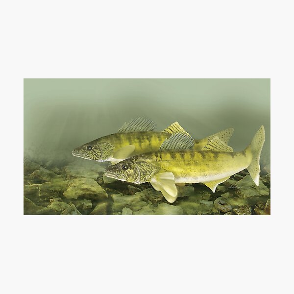 Walleye Pair Photographic Print