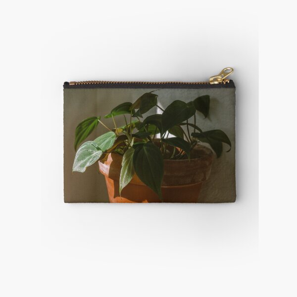 Item preview, Philodendron Micans in morning sunlight designed and sold by Chee Sim.