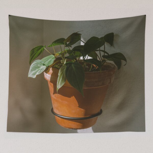 Item preview, Philodendron Micans in morning sunlight designed and sold by Chee Sim.